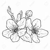 Blossom Drawing Flower Cherry Peach Blossoms Coloring Apricot Tree Negro Illustration Dreamstime Outline Ink Stock Flor Dibujo Getdrawings Blanco Diseño sketch template