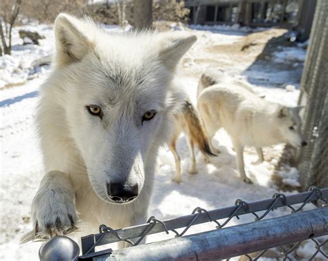 arctic wolves  minnesota adjusting   pack mpr news