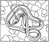 Snake Garter Coloring Designlooter Getdrawings Drawing sketch template