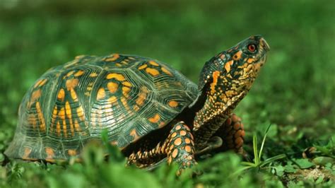 groene schildpadden  het gras hd wallpapers