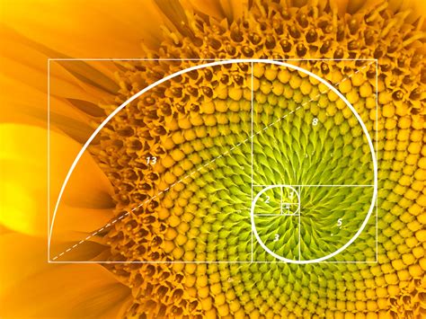 nature  design  fibonacci sequence   golden ratio