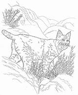 Coloring Desert Pages Animals Bobcat Cat Bob Animal Colouring Drawing Coloringbay Lynx Choose Board Line Search Google sketch template