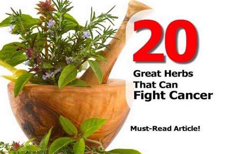 great herbs   fight cancer