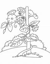 Vine Coloring Pages Bindweed Flower Getcolorings sketch template