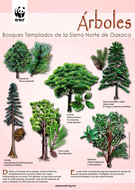 ecologia bloque ii bosques templados