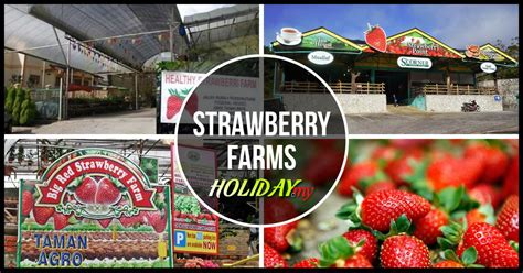 strawberry farms  cameron highlands cameron highlands