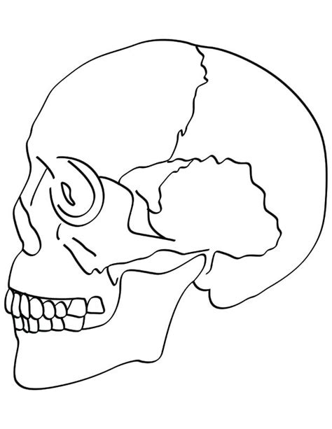 bones   skull coloring page