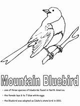 Coloring Bluebird Pages Color Bird Animals Blue Animal Print Back Kids sketch template