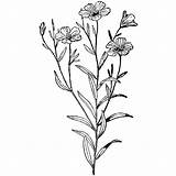 Flax Rosemary 270h Wildflower Clipartmag Beeswaxrubberstamps Bachelor Blumen sketch template