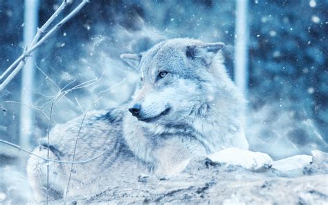 winter wolf wallpapers hd wallpapers id