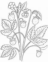 Erdbeere Beeren Malvorlagen sketch template