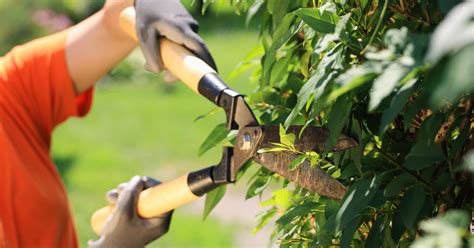 benefits  trimming trees  shrubs