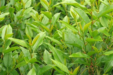 portuguese laurel prunus lusitanica portugal laurel hedging