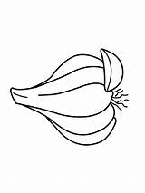 Garlic sketch template