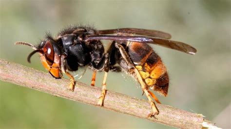 aziatische hoornaar  deze monsterwesp gevaarliljk