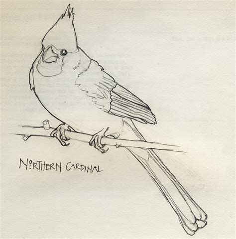 cardinal bird sketch  paintingvalleycom explore collection