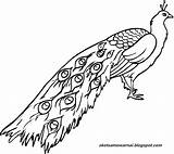 Merak Burung Mewarnai Sketsa Daftar Hewan sketch template