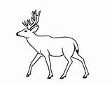 Deer Coloring Mule Drawing Pages Drawings Color Getcolorings Book Advertisement Printable Getdrawings sketch template