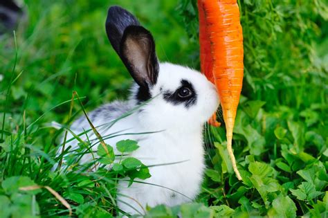 faut il donner des carottes au lapin alimentation lapins