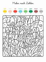 Zahlen Nach Ausmalen Frühlingswiese Tulpen Vorschein Bunten Nummern Ausgemalt Kostenlosen Zugeordnet Kommt sketch template