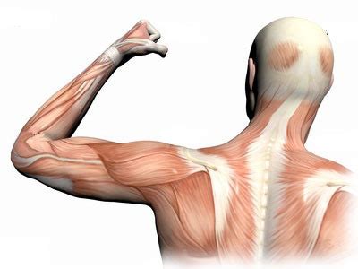 muscle pain medical symptoms guide