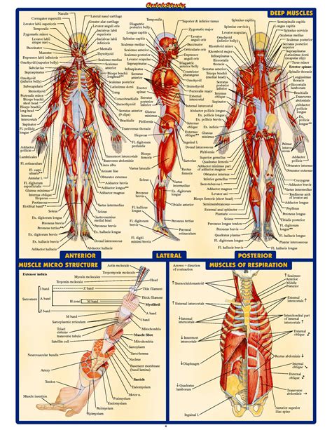 infographs information  human anatomy internts