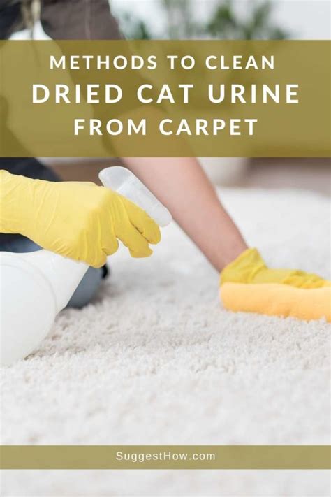 clean dried cat urine  carpet  easy methods