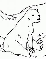 Coloring Arctic Animals Pages Printable Popular sketch template