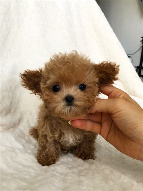 micro teacup maltipoo puppy red  sale iheartteacups