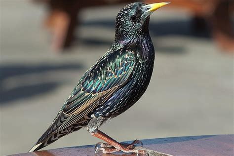 bird profile   european starling