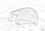 Hedgehog Coloring Pages Grass Animals Print Supercoloring Others Printable Color Size sketch template