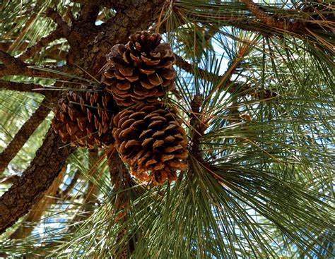 My 2013 Calendar Pick For December Pine Cones Up The Pine