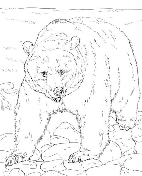 realistic brown bear coloring page  printable coloring pages  kids