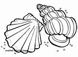 Coloring Pages Shells Beach Getdrawings Sea sketch template