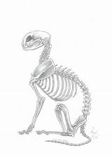 Cat Skeleton Drawing Paintingvalley Drawings sketch template