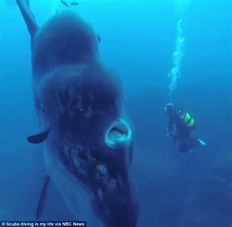 video captures a mola mola dwarfing divers swimming alongside it daily mail online