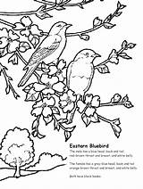 Coloring Bluebird Eastern Printable Sheet Pages Songbird Lovers sketch template