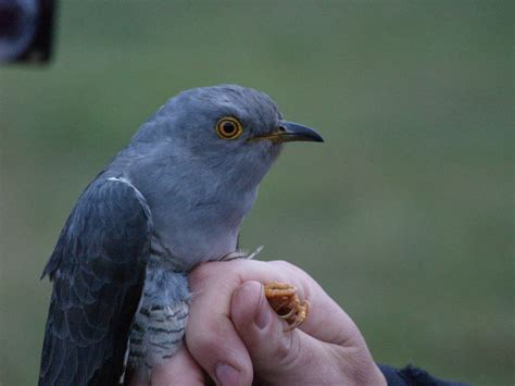 northumberland national park  cuckoo   cuckoo fusion pr creative