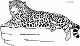 Jaguar Coloring Printable Pages Animal Rainforest Clipart Animals Kids Realistic Color Colouring Laying Sheets Print Adult Size Down Cheetah Drawings sketch template