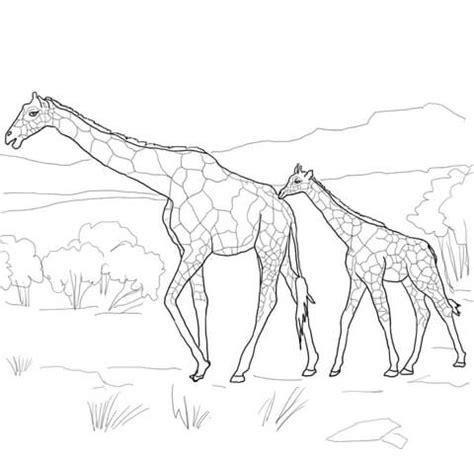 mother  baby giraffe coloring page super coloring