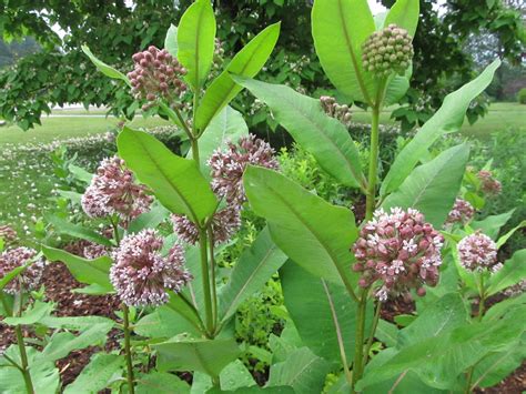 natures garden naturally save  milkweed save  monarchs