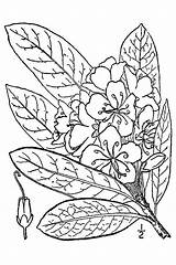 Rhododendron Drawing Flower Great Usda Plants Laurel Getdrawings Pnd Maximum Lvd Britton Brown Namethatplant Rosebay Plant sketch template