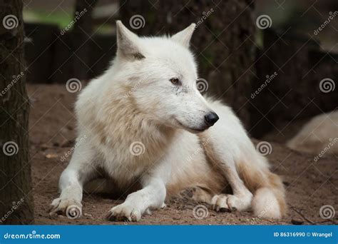 arctic wolf canis lupus arctos stock photo image  mammal melville