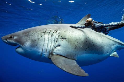 ocean ramsey encounters 20 foot great white shark
