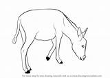 Donkey Drawing Draw Step Animals Tail Farm Drawingtutorials101 Learn Getdrawings Tutorials sketch template