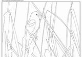 Coloring Pages Audubon sketch template