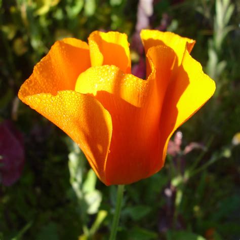 california poppy potager garden