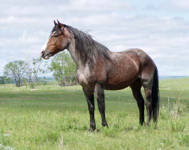 nokota horse alchetron   social encyclopedia