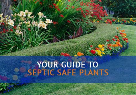 Septic Safe Plants And Landscaping Advanced Septic Services