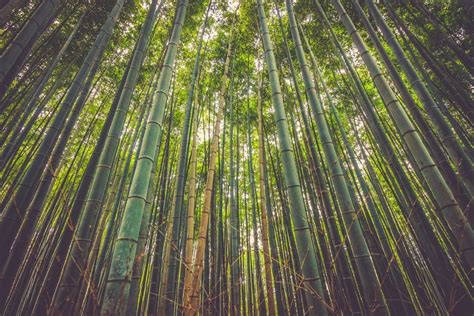 entrepreneur  learn   bamboo tree